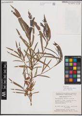 Foto von Salix exigua subsp. interior (Rowlee) Cronquist